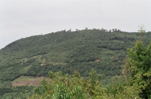 pinheiros Immig do Pedancino