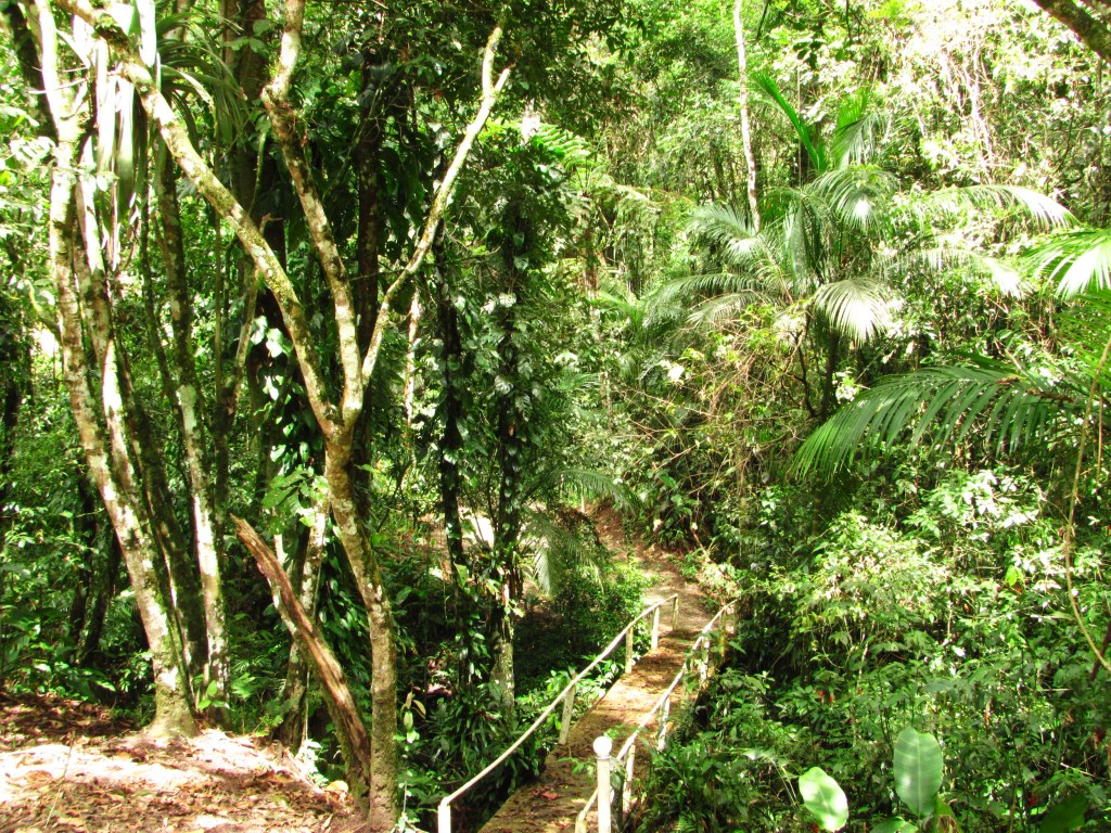 Aspecto geral da Floresta