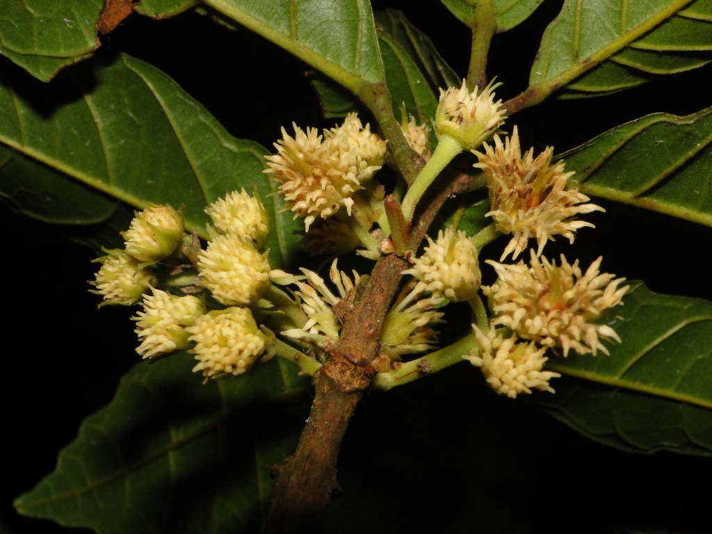 DSC05690 - Sloanea guianensis (1)