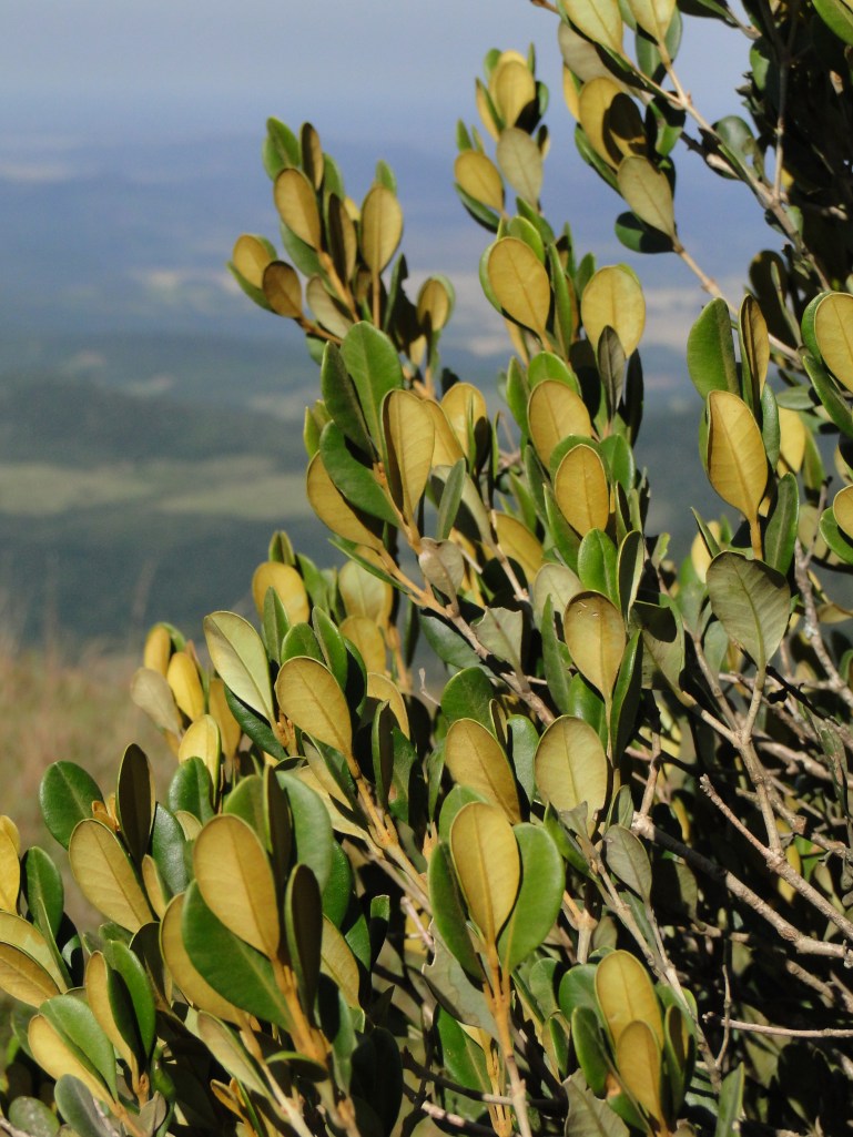 Cambará - boca Fortaleza (1)