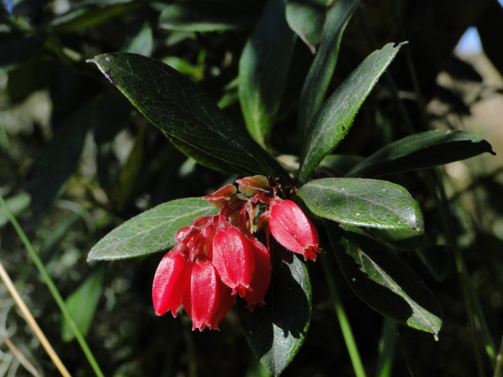 Cambará - Fortaleza - camping (4)