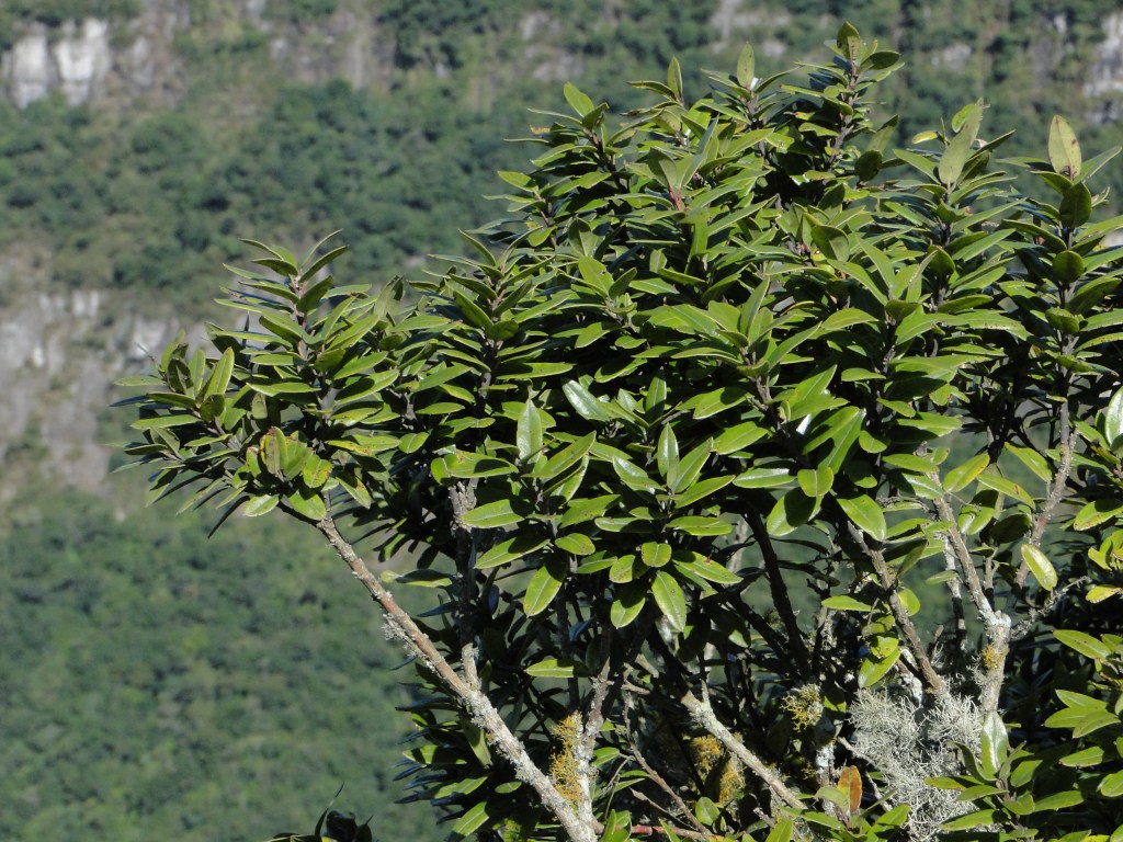 Cambará - Fortaleza - início do Canyon (2)