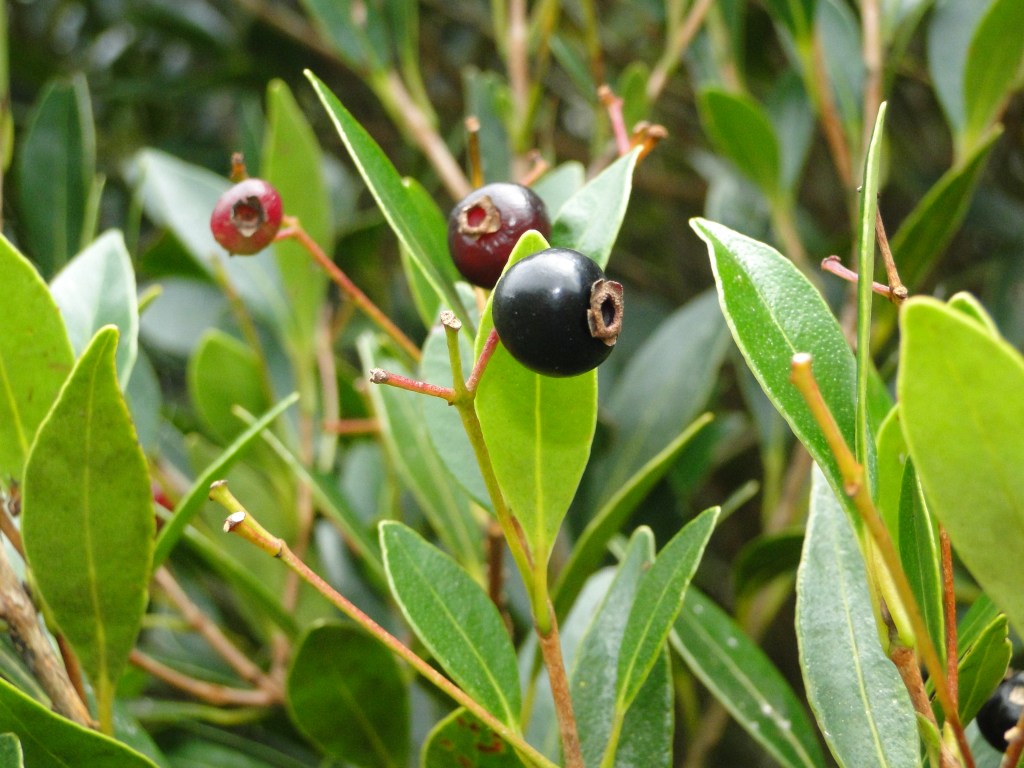 Myrcia guianensis - Camb. do Sul (1)